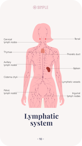 Simple workbook page: the lymphatic system